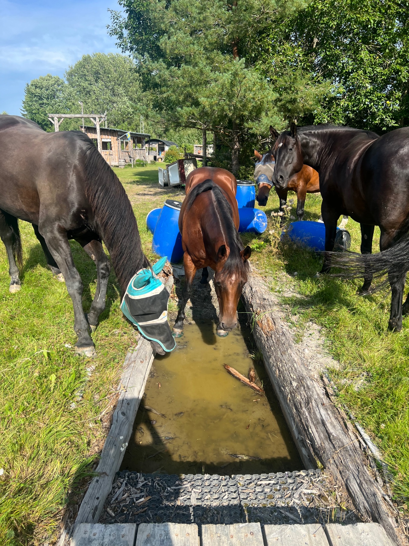 Bild 3 från Trail med din häst