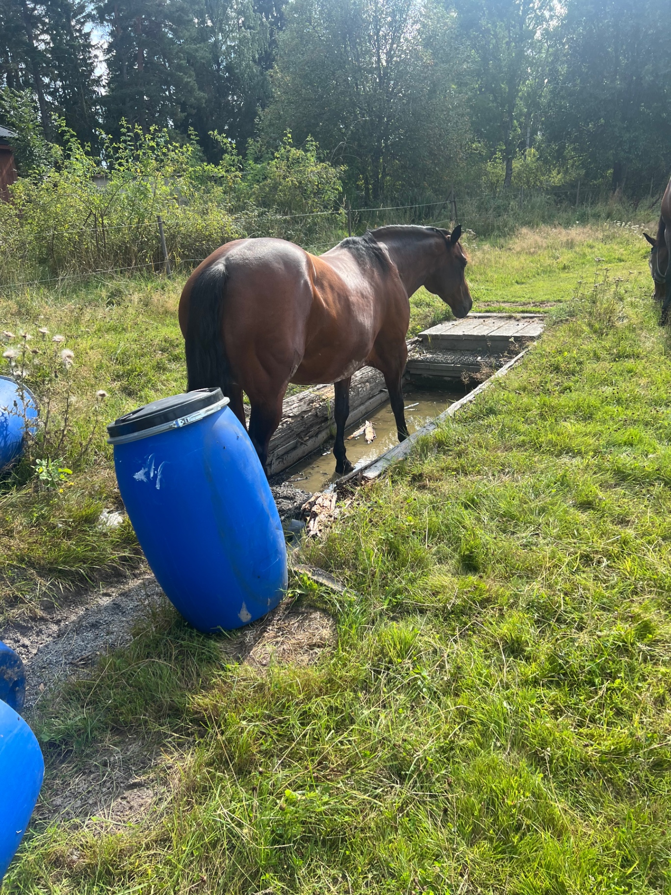 Bild 2 från Trail med din häst